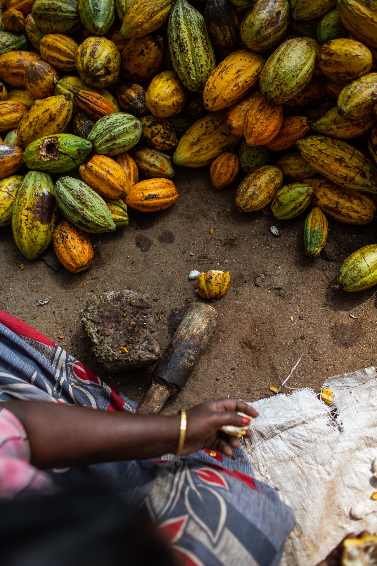 fresh cacao beans being cut open