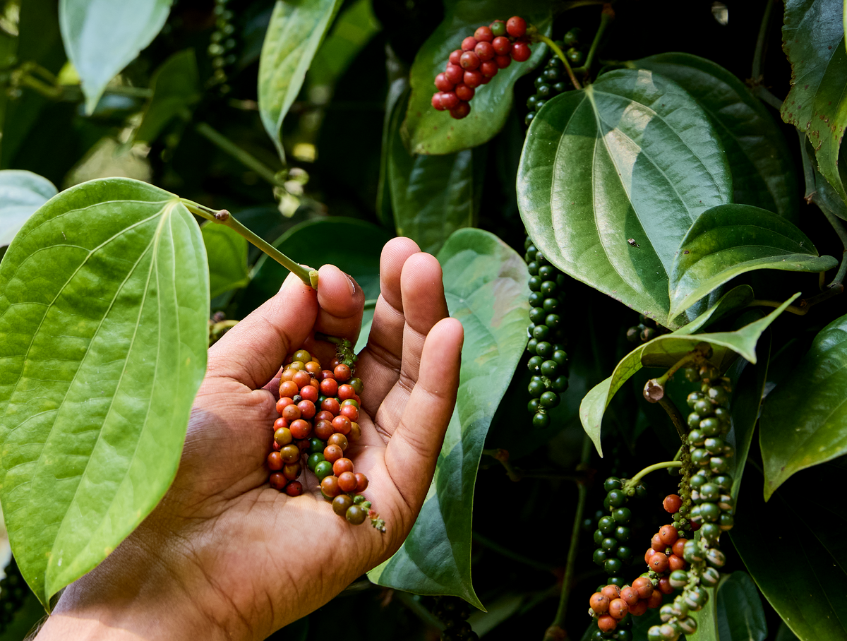 The Only Pepper Guide You'll Ever Need: Vine-Ripened, Whole vs Ground, and How to Use It Beyond Savory Dishes