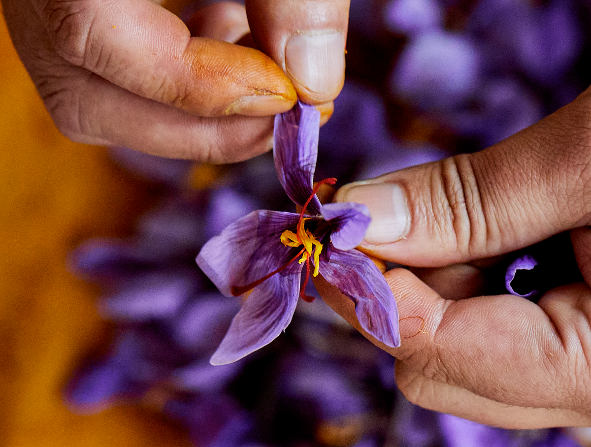 Why Kashmiri Saffron Is the World’s Finest | Diaspora Co.
