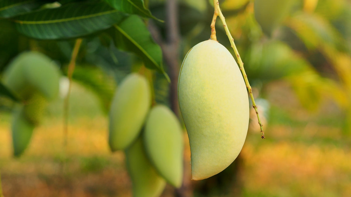 close up of a raw mango on a tree