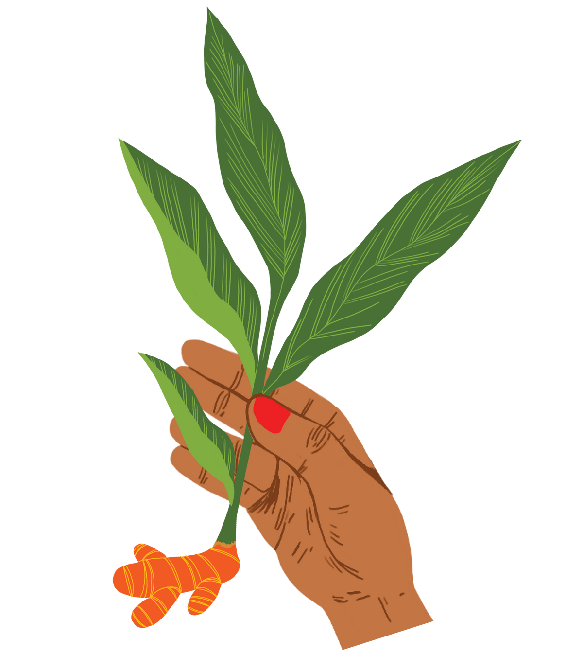 Hand with red nail polish holding a freshly plucked turmeric root with it's leaves. 