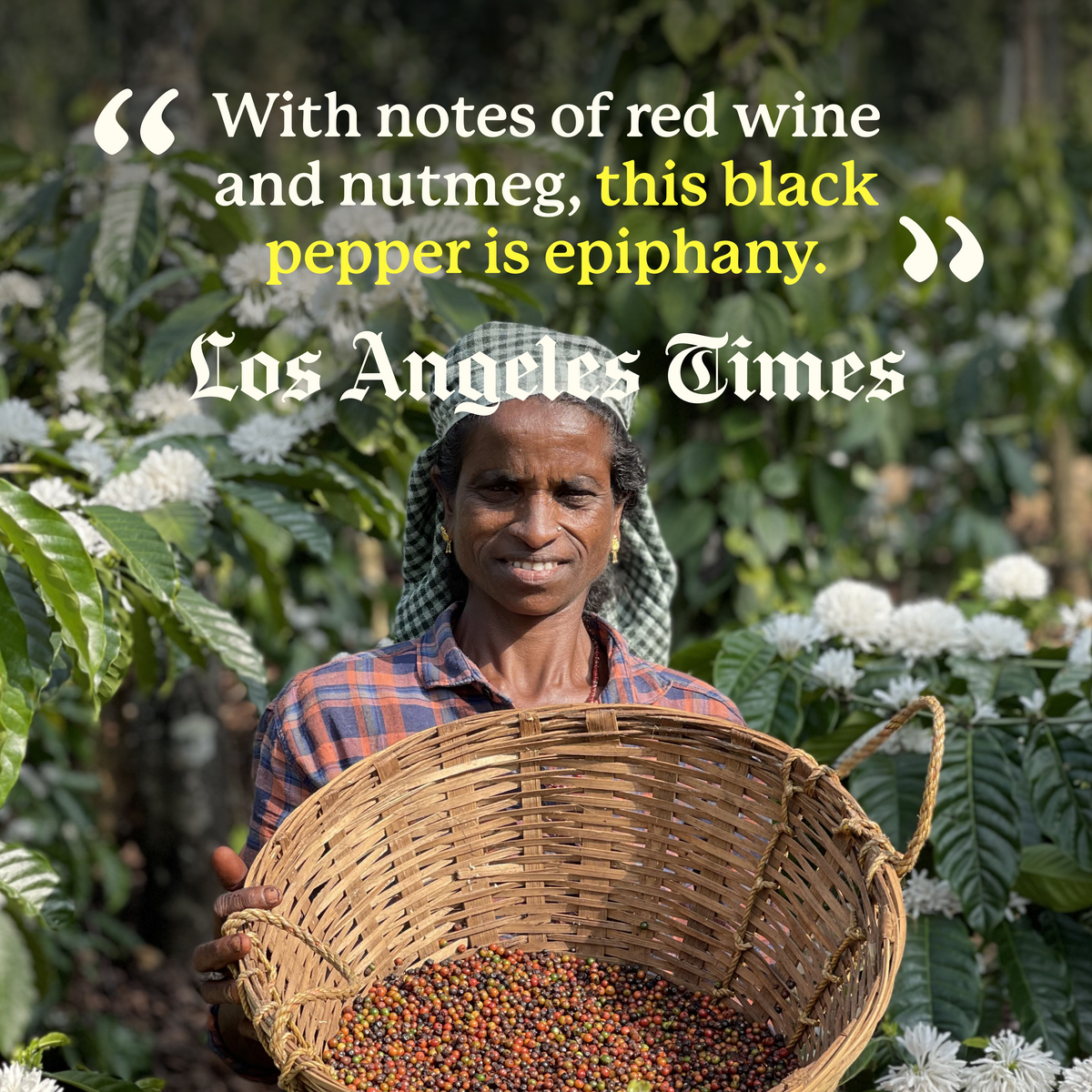 Aranya Black Pepper