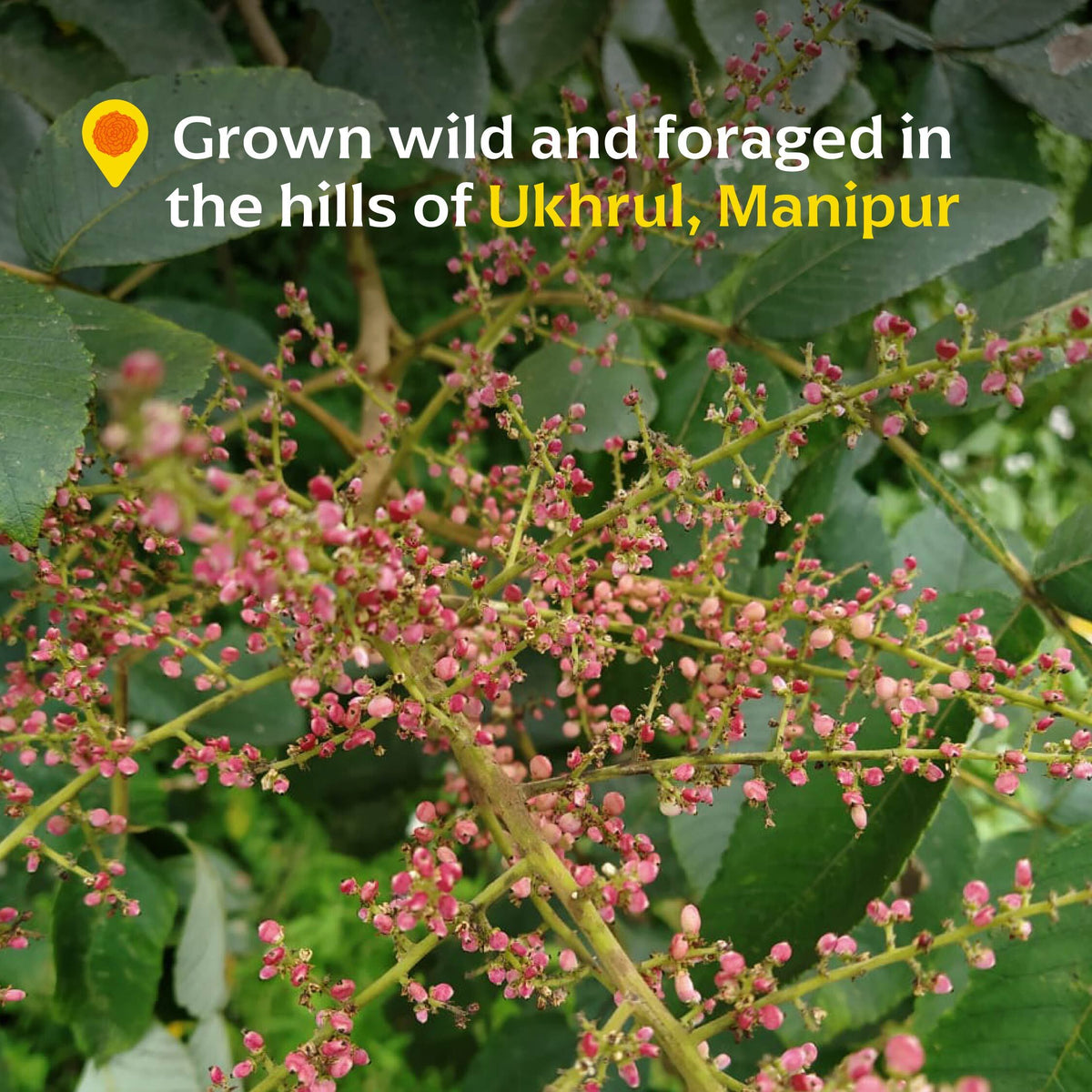 Wild Heimang Sumac
