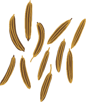 Jodhana Cumin