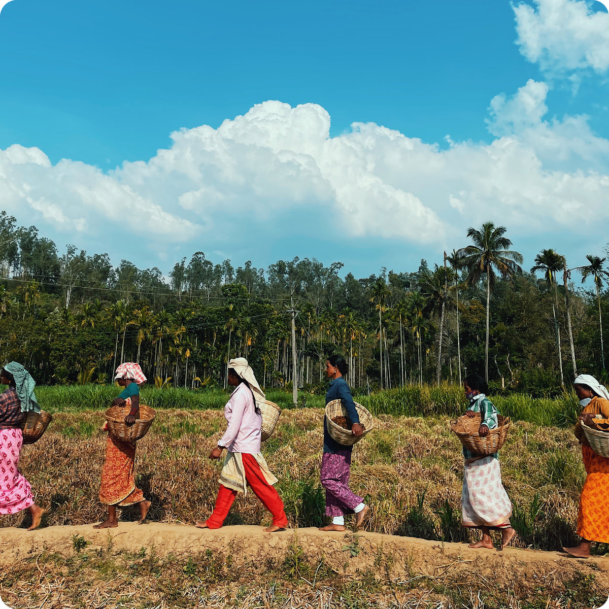 Farmers at the Aranya Pepper Farm walking with baskets full of freshly harvested pepper.