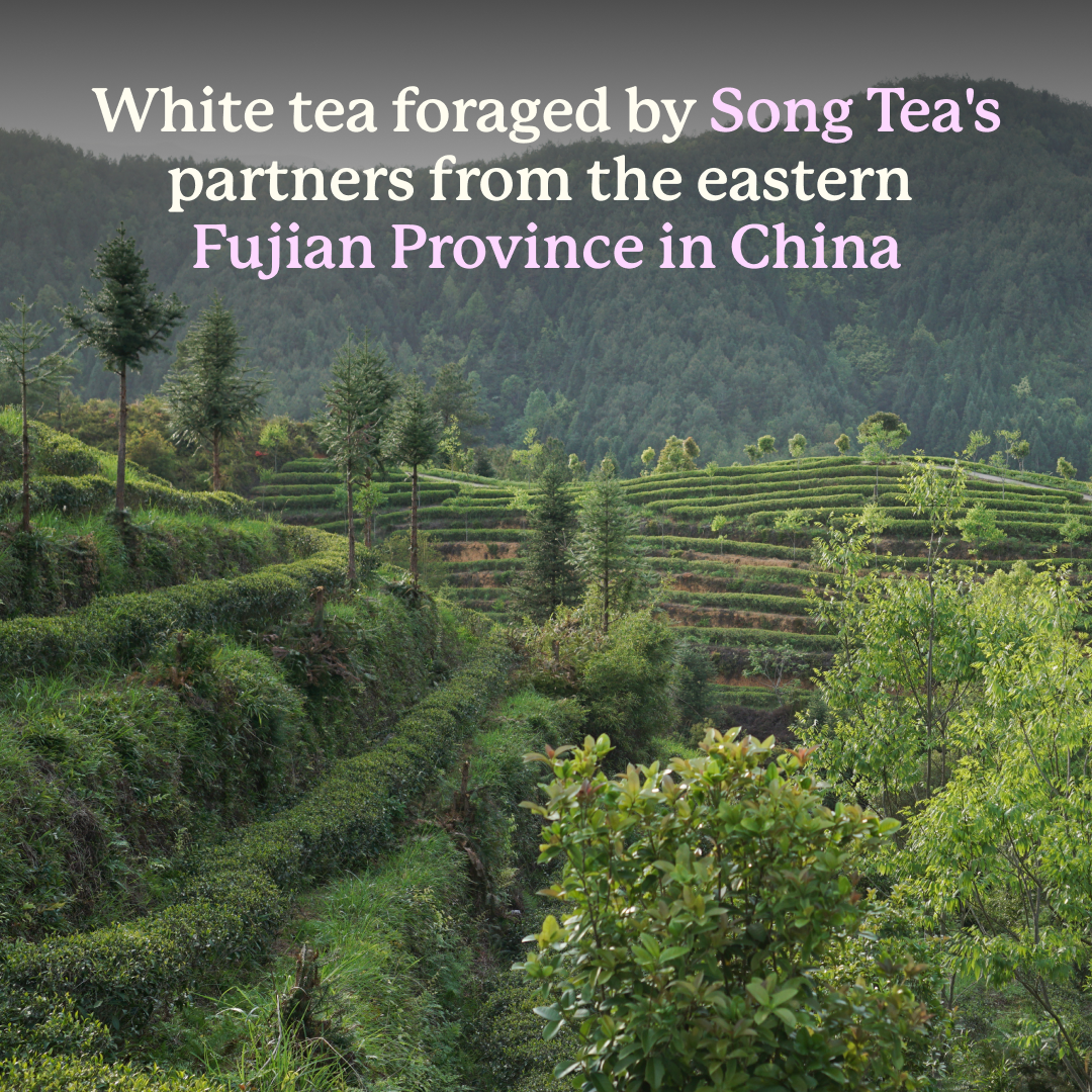 Song Tea Kashmiri Kahwa